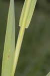 Common oat <BR>Oat